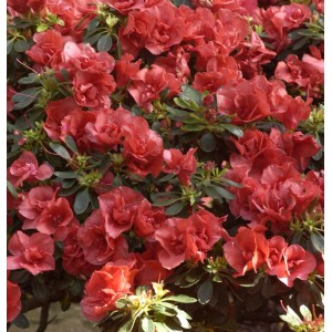 Nahaufnahme der orangefarbenen Blüten des INKARHO Rhododendron Orange Flirt.