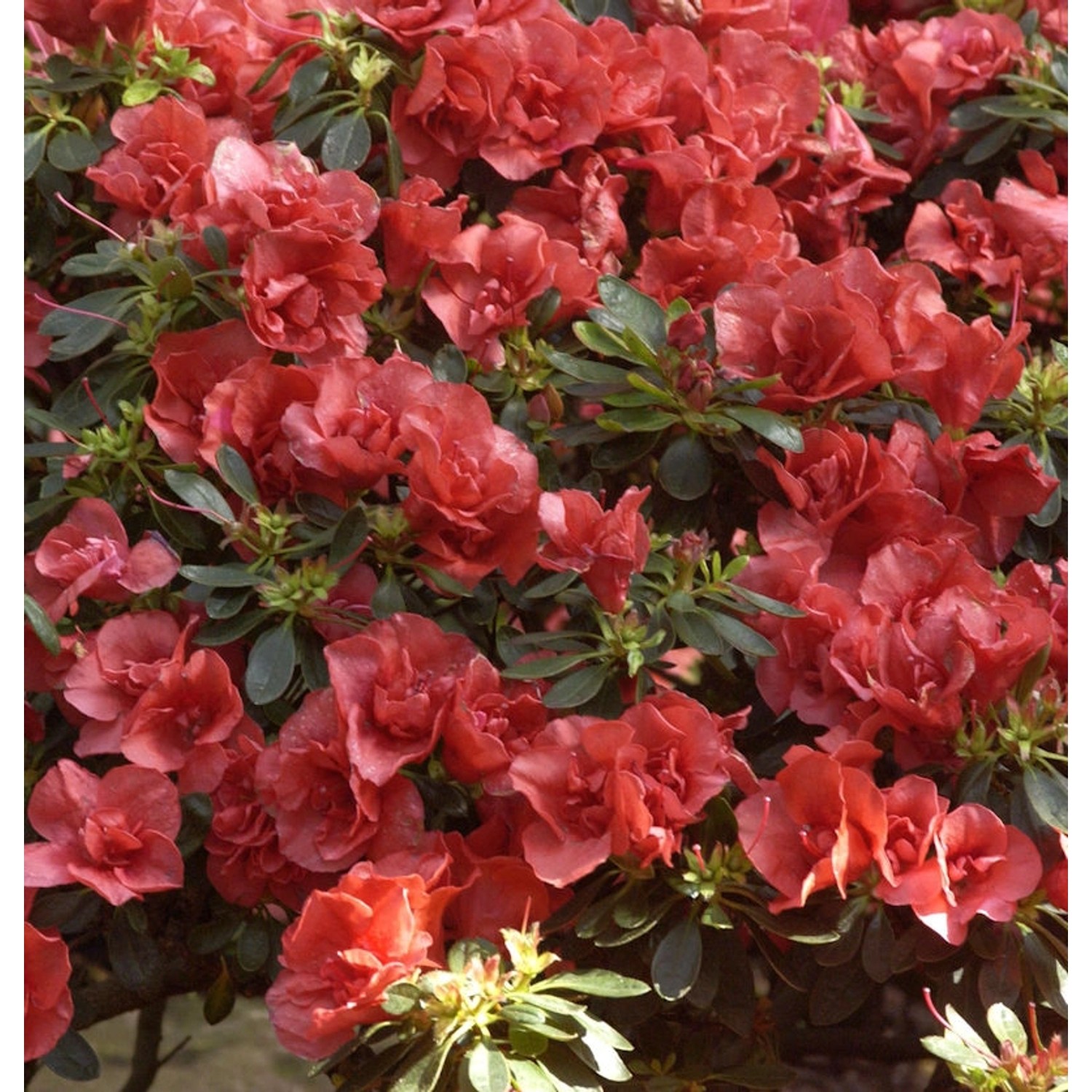 INKARHO - Großblumige Rhododendron Orange Flirt 25-30cm - Alpenrose günstig online kaufen