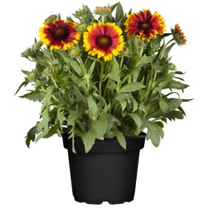 Gelbrote Kokardenblume im Topf, Gaillardia aristata, sonniger Standort. Bienenweide.