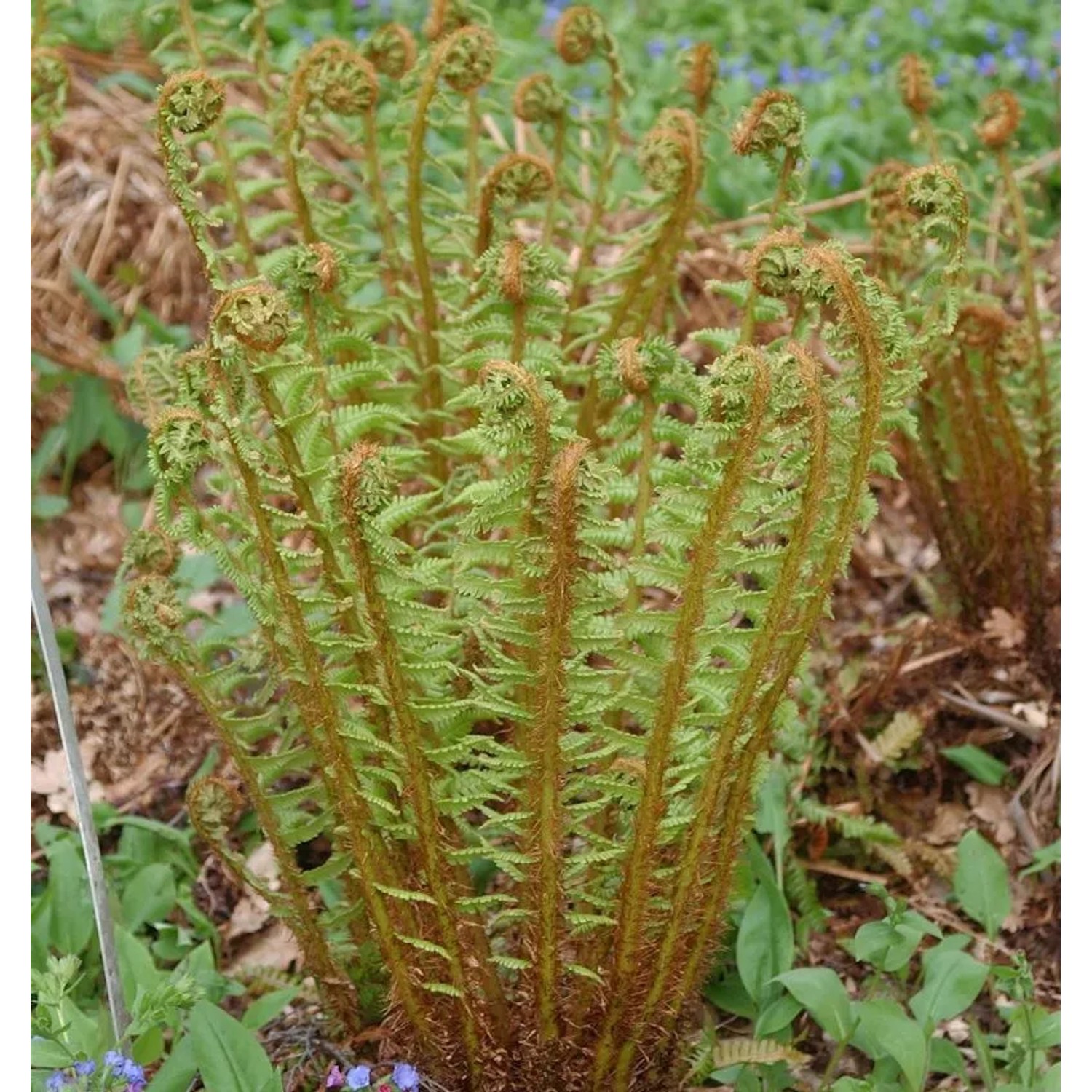 Nepal Schwarzschuppenfarn - Dryopteris wallichiana