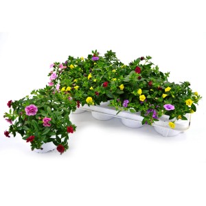 Zauberglöckchen Trio im Topf mit bunten Blüten (rot, gelb, lila, pink).