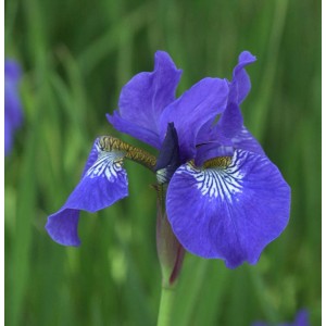 Nahaufnahme einer blauen Sibirischen Wieseniris 'Elfe'.