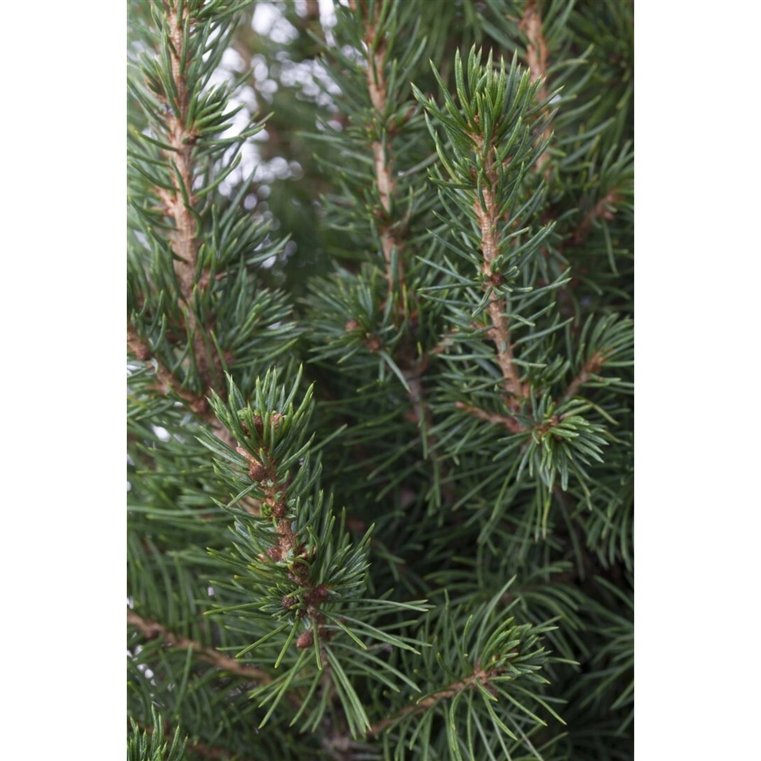 Picea Glauca Conica Zuckerhutfichte 30–40 cm Mit Zapfen & Schnee-Deko günstig online kaufen