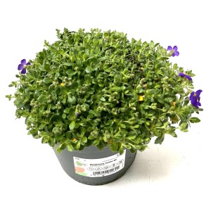 Blaukissen 'Jumbo RC', ca. 22 cm hoch, mit grünen Blättern und lila Blüten im Topf.