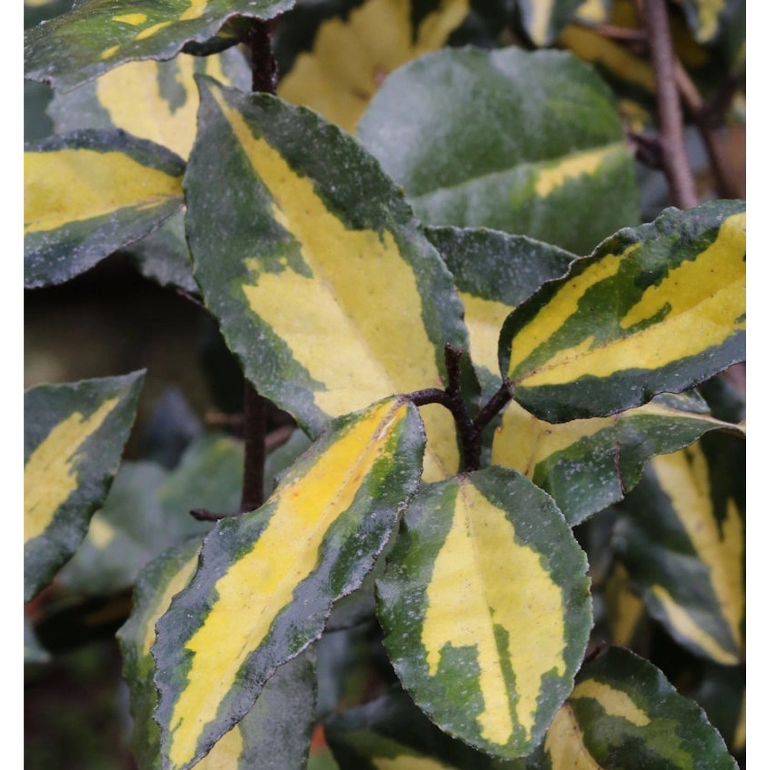 Buntlaubige Ölweide Maculata 80-100cm - Elaeagnus pungens günstig online kaufen