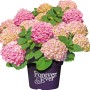 Rosa Bauernhortensie 'Forever & Ever' im Topf, ca. 40-50 cm hoch.