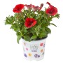 Rote Petunie (Petunia Sanguna) im Topf, ideal für Balkon und Terrasse.