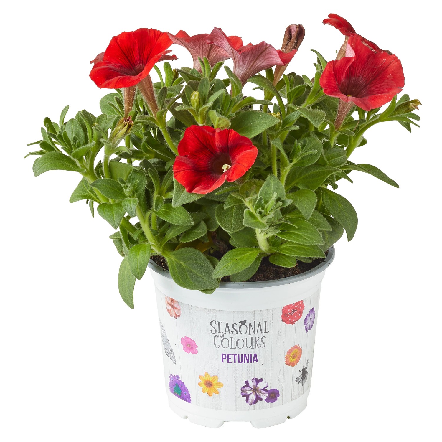 Rote Petunie (Petunia Sanguna) im Topf, ideal für Balkon und Terrasse.