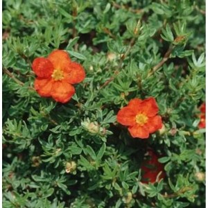 10x Kleiner Spierstrauch Red Joker (Potentilla fruticosa) mit roten Blüten und grünen Blättern.