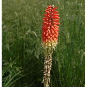 Fackellilie Nancys Red - Kniphofia uvaria