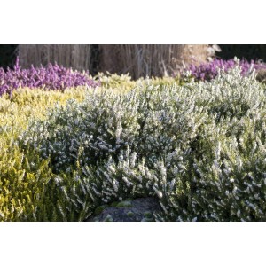 Winterheide Erica White Perfection mit weißen Blüten als Bodendecker im Garten.