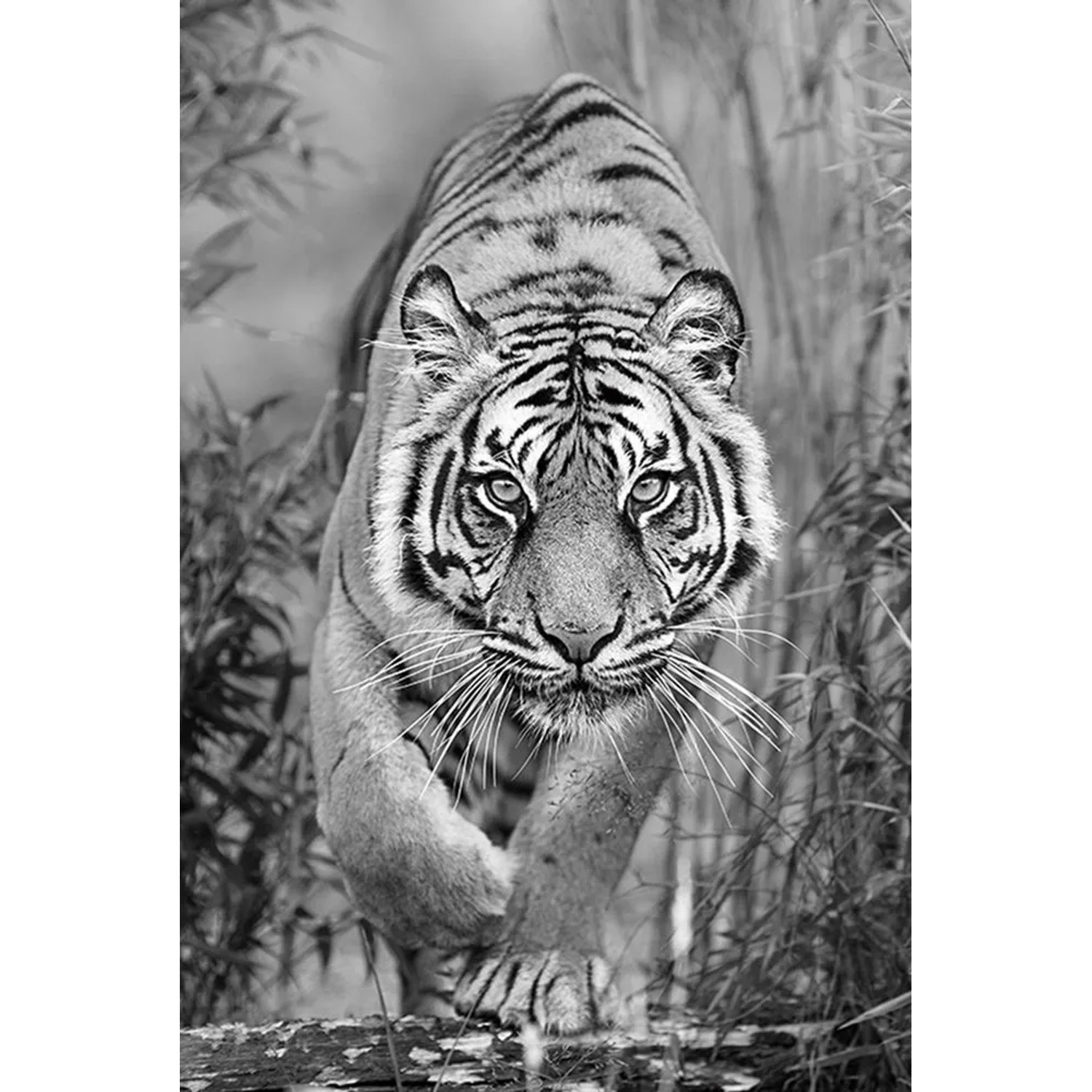 Art Universe Glasbilder Tiger auf der Jagd 80 x 120 cm