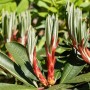 Nahaufnahme des immergrünen Rhododendron Hybr. Traillianum mit roten Trieben und grünen Blättern.