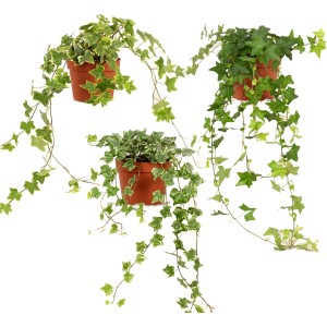 Verschiedene Efeu-Sorten (Hedera Helix) im Topf, ca. 20 cm hoch, für Rankbepflanzung und Ampeln.