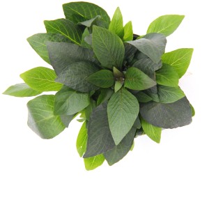 Dennerle Aquariumpflanze Hygrophila Corymbosa Kompakt mit grünen Blättern.