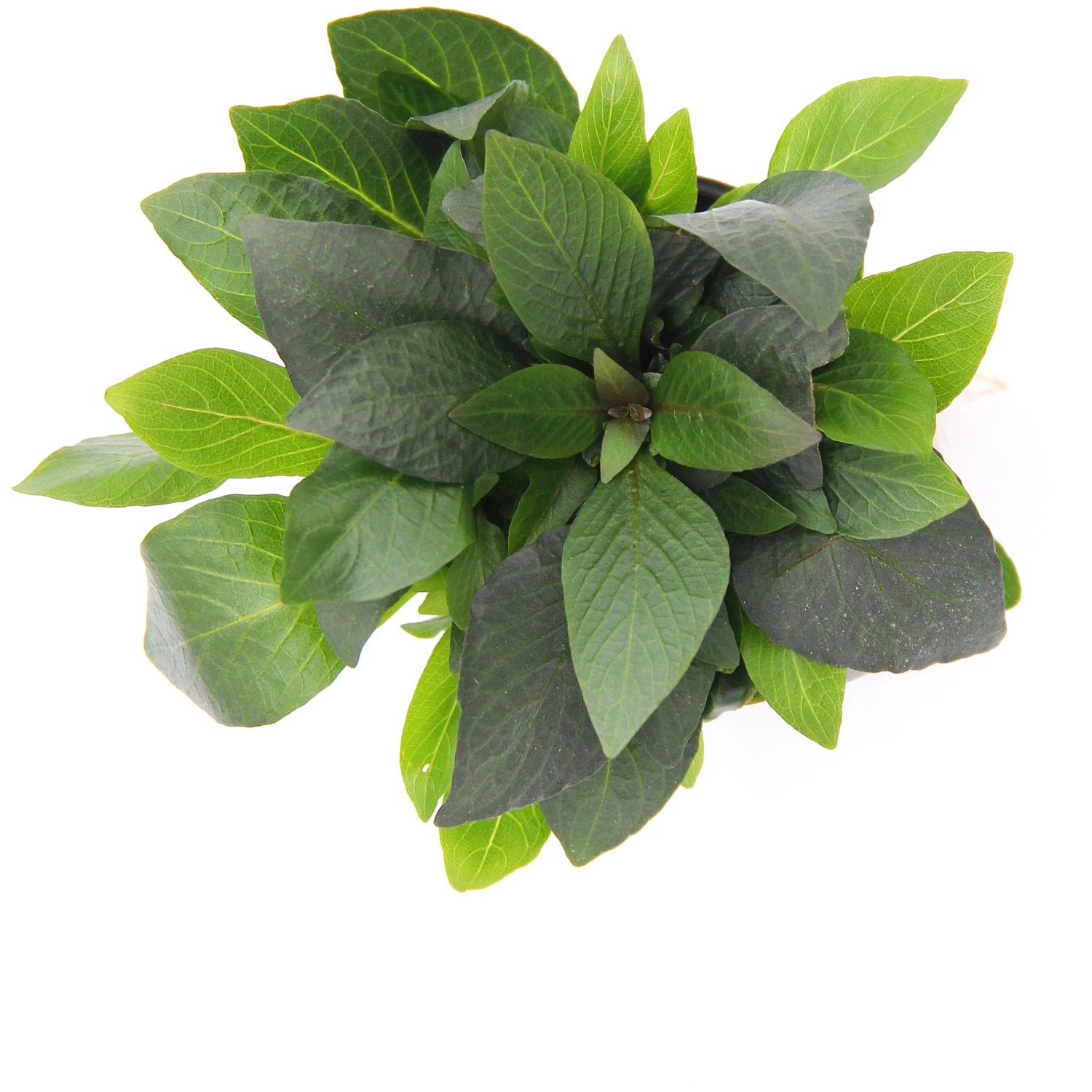 Dennerle Aquariumpflanze Hygrophila Corymbosa Kompakt mit grünen Blättern.