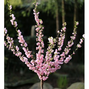 Hochstamm Mandelbäumchen (Prunus triloba) mit zartrosa Blüten im Frühling.