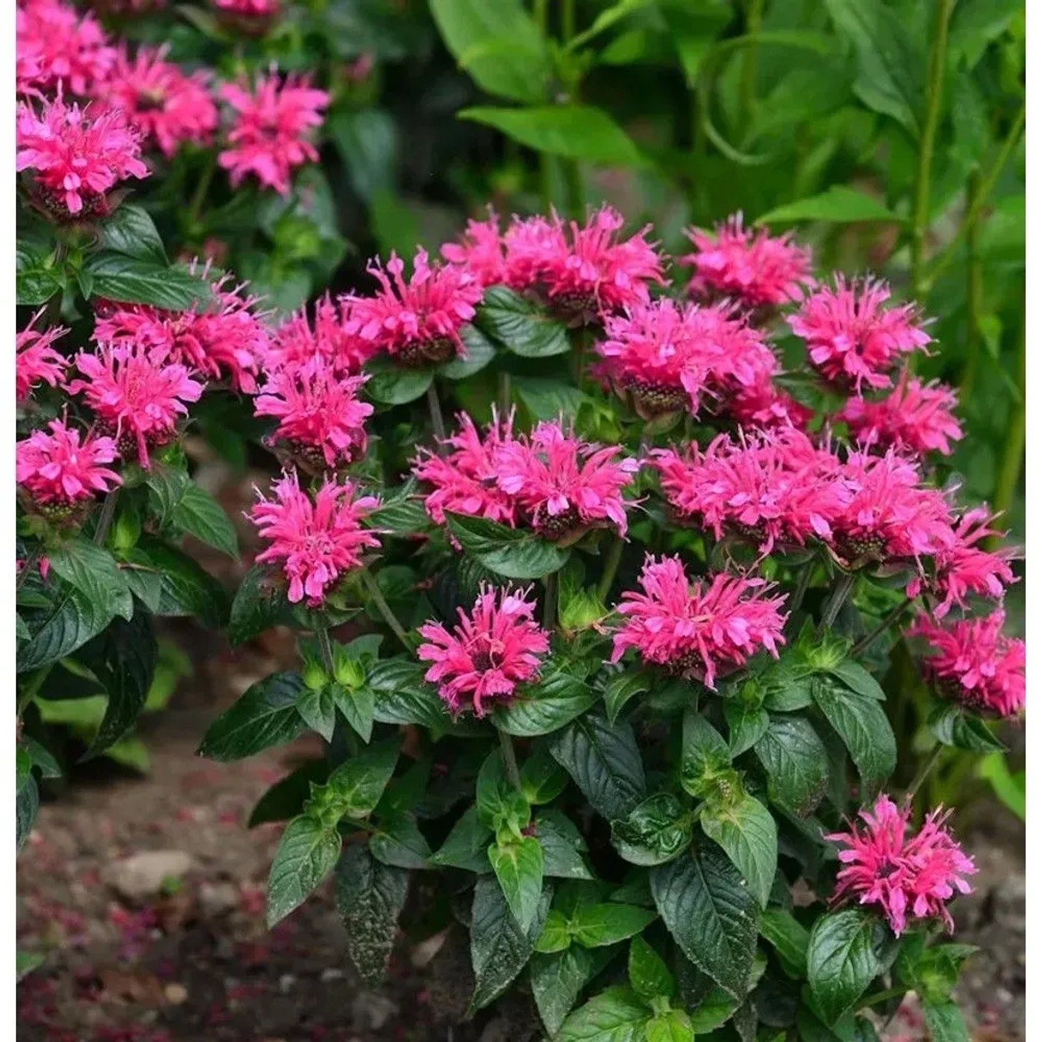Indianernessel 'Baby Spice' (Monarda didyma) mit leuchtend pinken, spiky Blüten und grünen Blättern. Eine blühende Staude für den Garten.