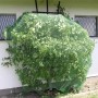 Baum mit Windhager Vogelschutznetz Rational, grün, 2x5m. Schutz vor Vogelfraß für Beerensträucher und Saatgut.
