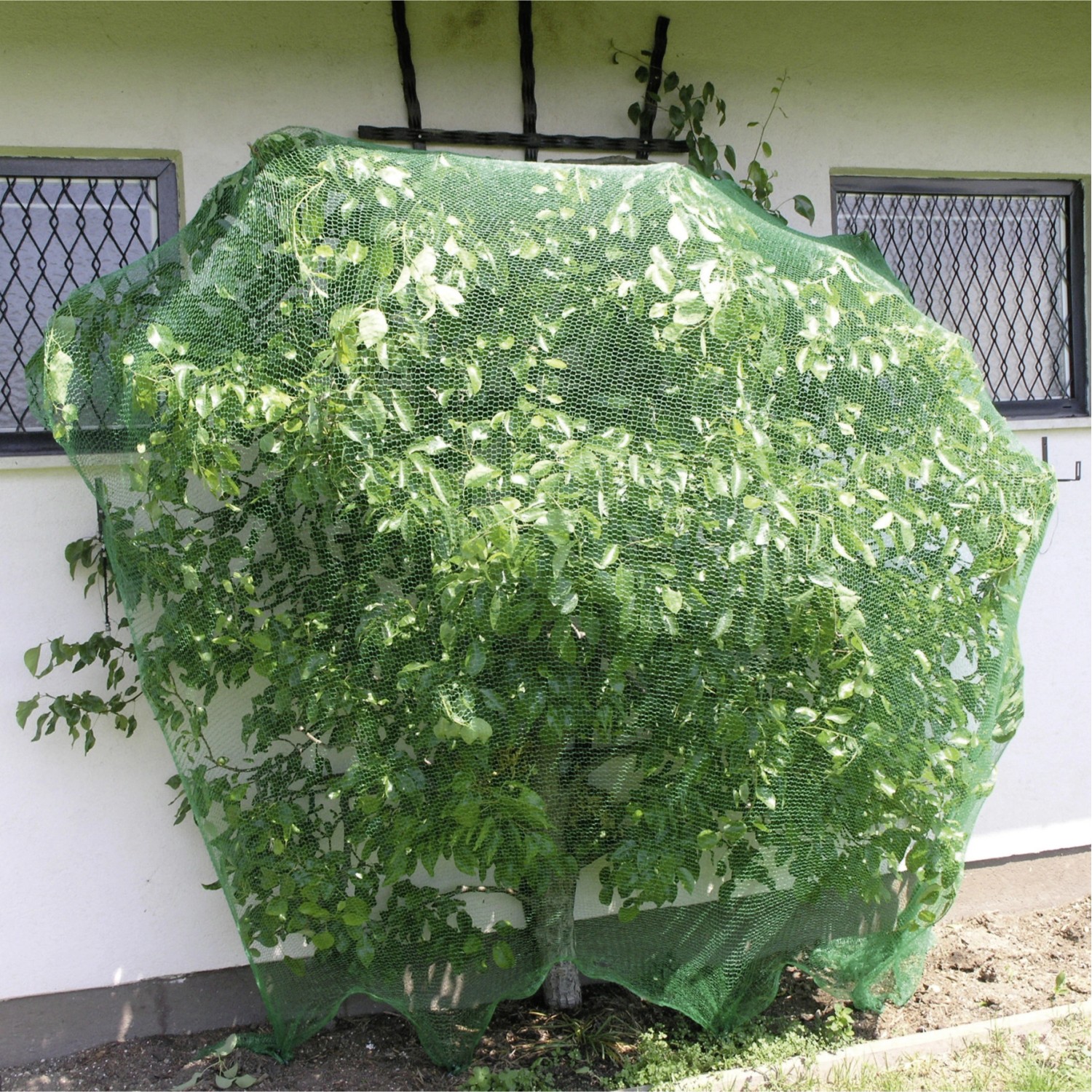 Baum mit Windhager Vogelschutznetz Rational, grün, 2x5m. Schutz vor Vogelfraß für Beerensträucher und Saatgut.