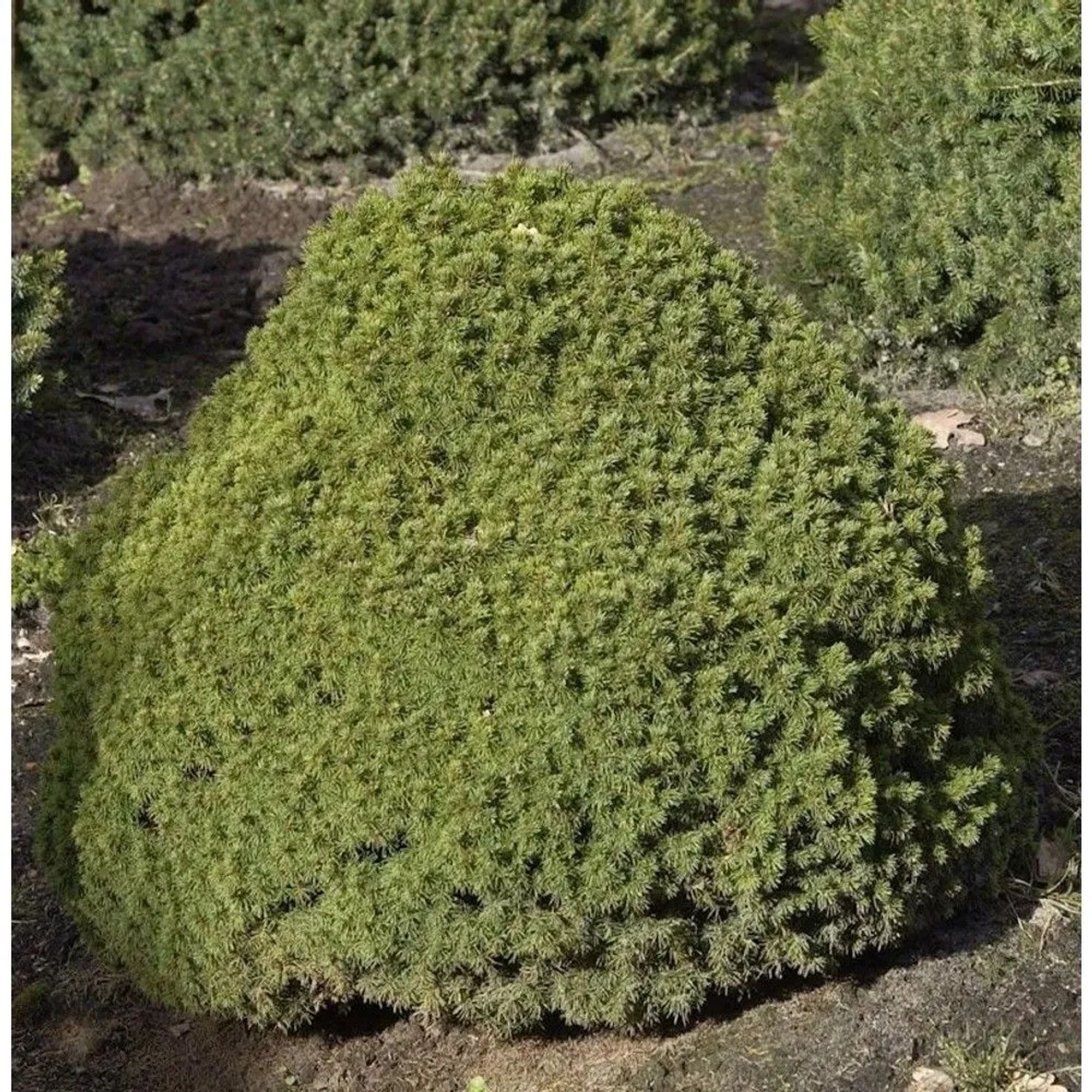 Kugelfichte Alberta Globe 25-30cm - Picea glauca