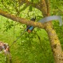 Gardena Säge mit Adapter im Einsatz am StarCut Pro L Baumschneider beim Baumschnitt.