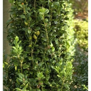 Heimischer Buchsbaum Graham Blandy 60-80cm - Buxus sempervirens