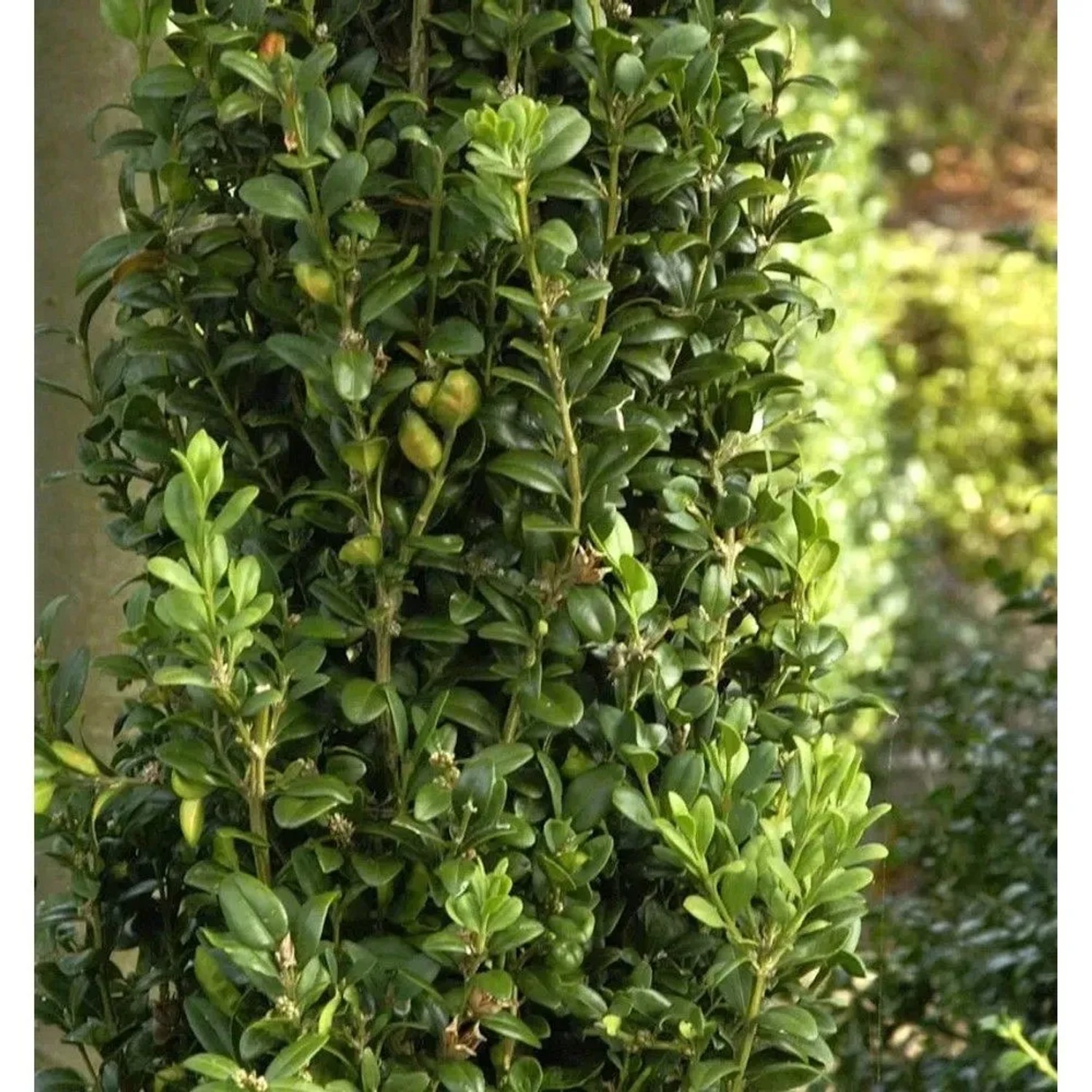 Heimischer Buchsbaum Graham Blandy 60-80cm - Buxus sempervirens