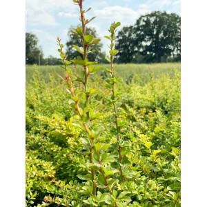 Grüne Heckenberberitze (Berberis thunbergii) im Topf, ca. 60-100cm hoch.