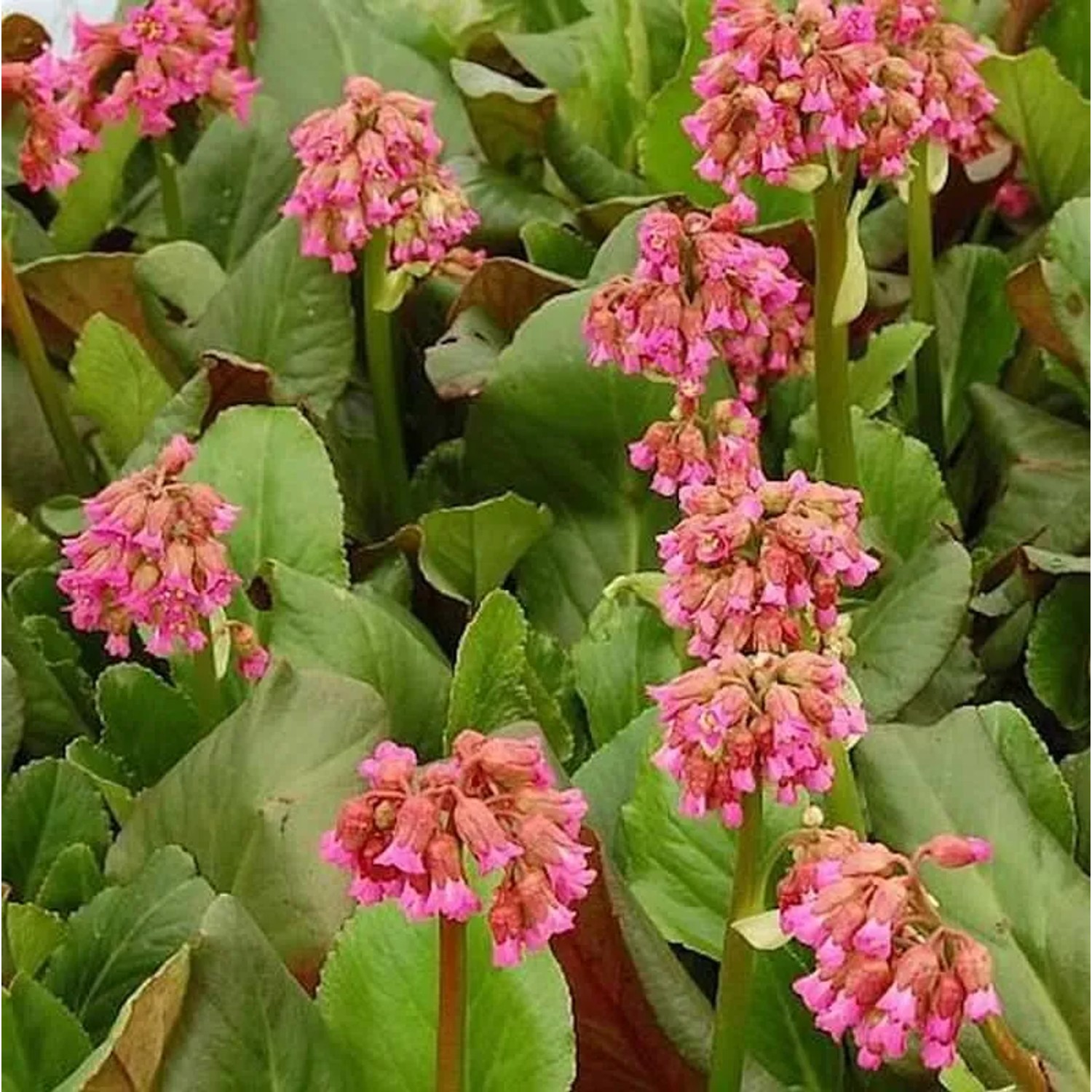 Bergenie Abendglocken - Bergenia cordifolia