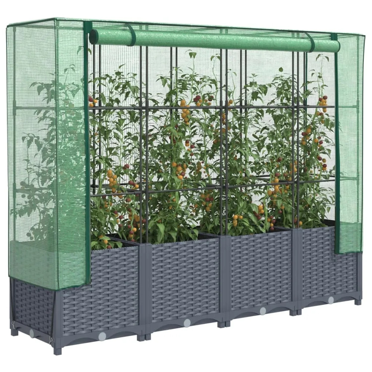 vidaXL Hochbeet mit Gewächshaus-Aufsatz in Rattan-Optik, bepflanzt mit Tomaten.