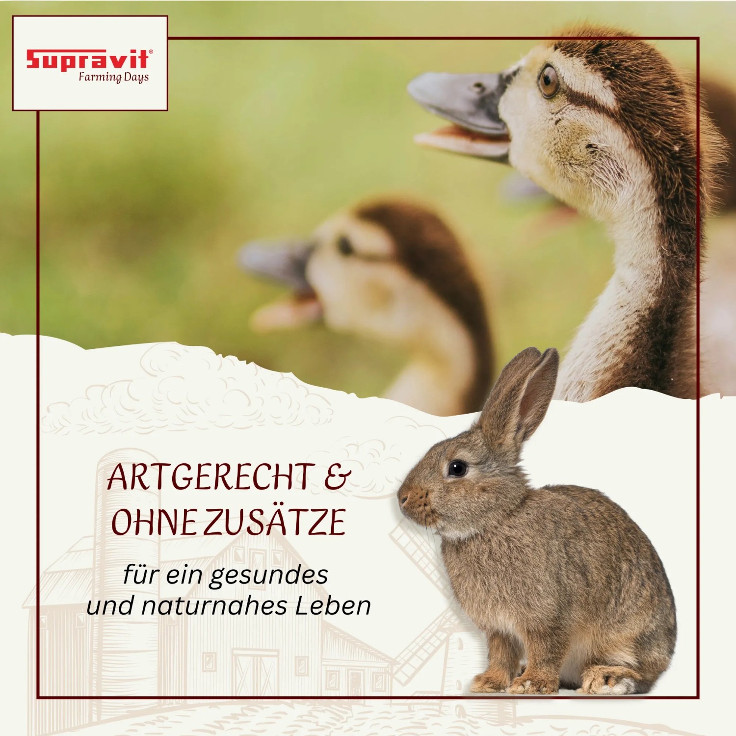 Supravit Futterweizen Einzelfuttermittel für Geflügel_3