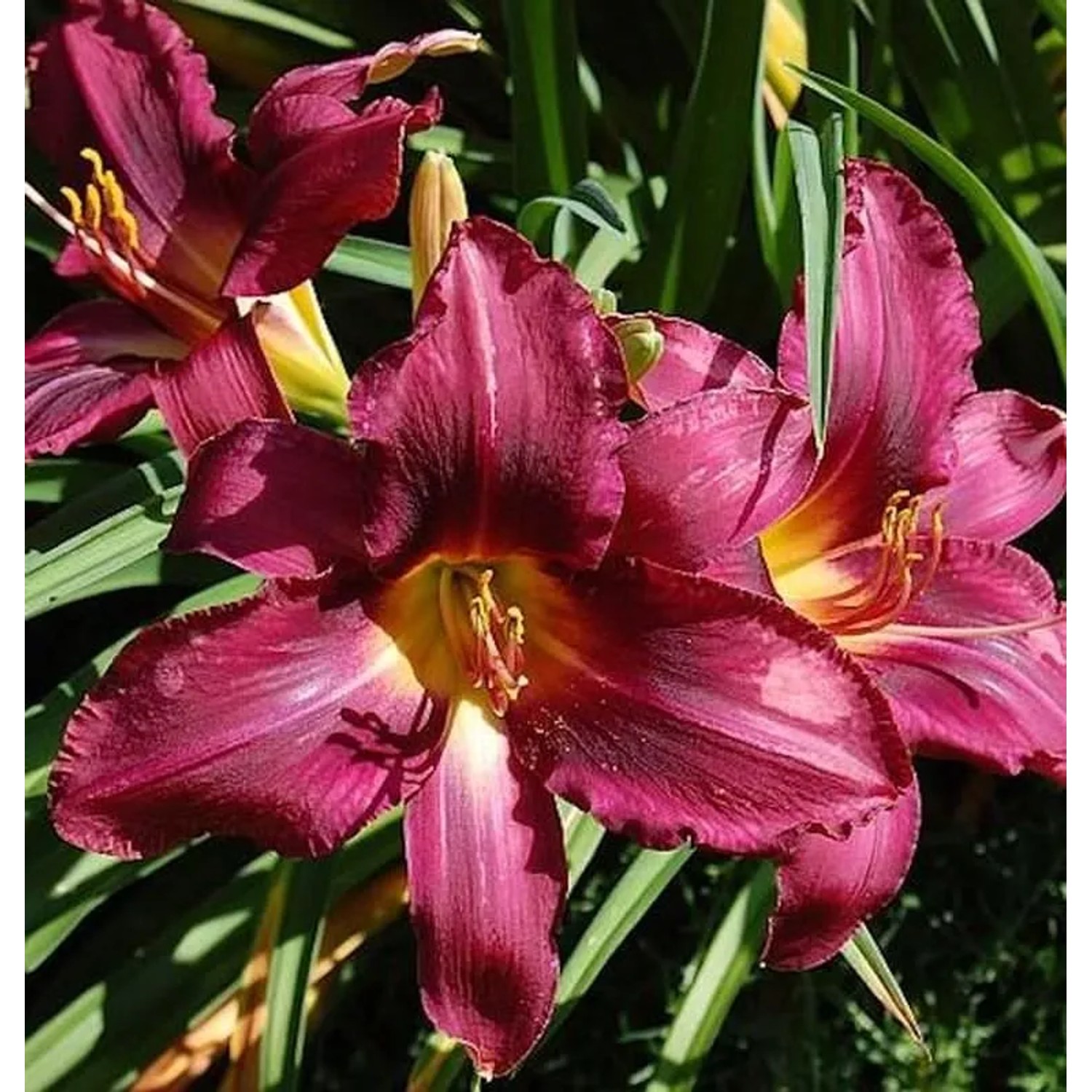 Taglilie Russian Rhapsody - Hemerocallis