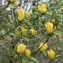 Gelb blühende Magnolia Brooklynensis Yellow Bird, ca. 125-150 cm hoch.