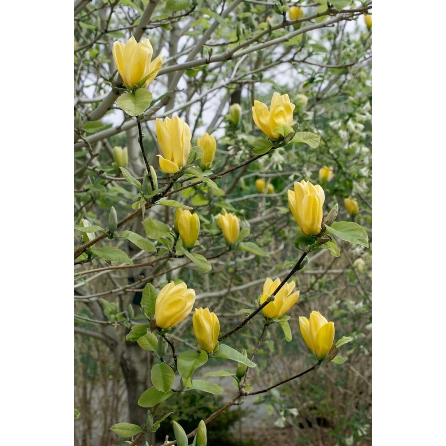 Magnolia Brooklynensis Yellow Bird Gelb 125–150 cm günstig online kaufen
