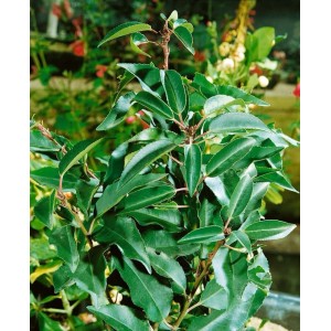 Immergrüne Prunus lusitanica 'Myrtifolia' Heckenpflanze, 175-200 cm hoch, mit glänzenden, dunkelgrünen Blättern.