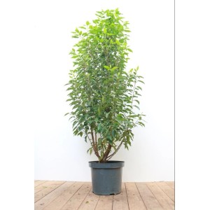 Portugiesischer Kirschlorbeer 'Angustifolia', 100-125 cm, im Topf. Immergrüne Heckenpflanze mit glänzendem Laub.