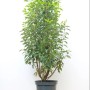 Portugiesischer Kirschlorbeer 'Angustifolia', 100-125 cm, im Topf. Immergrüne Heckenpflanze mit glänzendem Laub.