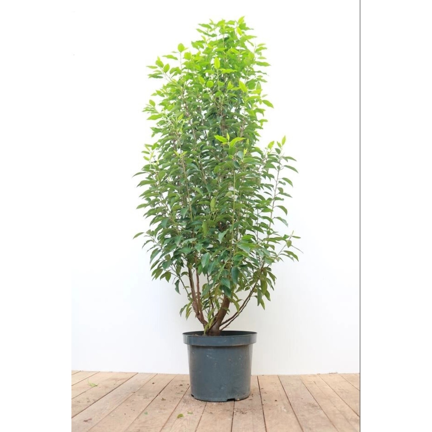 Prunus lusitanica 'Angustifolia' 100-125 cm günstig online kaufen