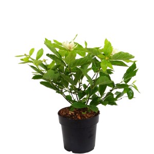 Gewürzstrauch Venus (Calycanthus) im Topf, ca. 50 cm hoch, mit weißen Blüten und grünen Blättern.
