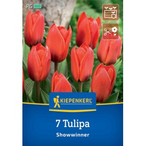 Kiepenkerl Kaufmanniana-Tulpe Showwinner, 7 rote Tulpen im Beet oder Kübel.