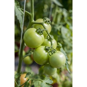 Unreife, grüne Tomaten der Sorte Harzfeuer an der Pflanze im Topf von Grow by OBI.