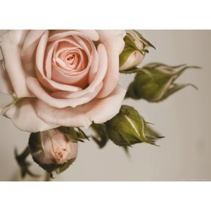 Sanders & Sanders Fototapete: Rosa Rose mit grünen Knospen, 160x110 cm.