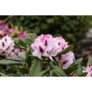 Nahaufnahme des Rhododendron Hybr. Herbstfreude mit rosa-weißen Blüten und grünen Blättern.