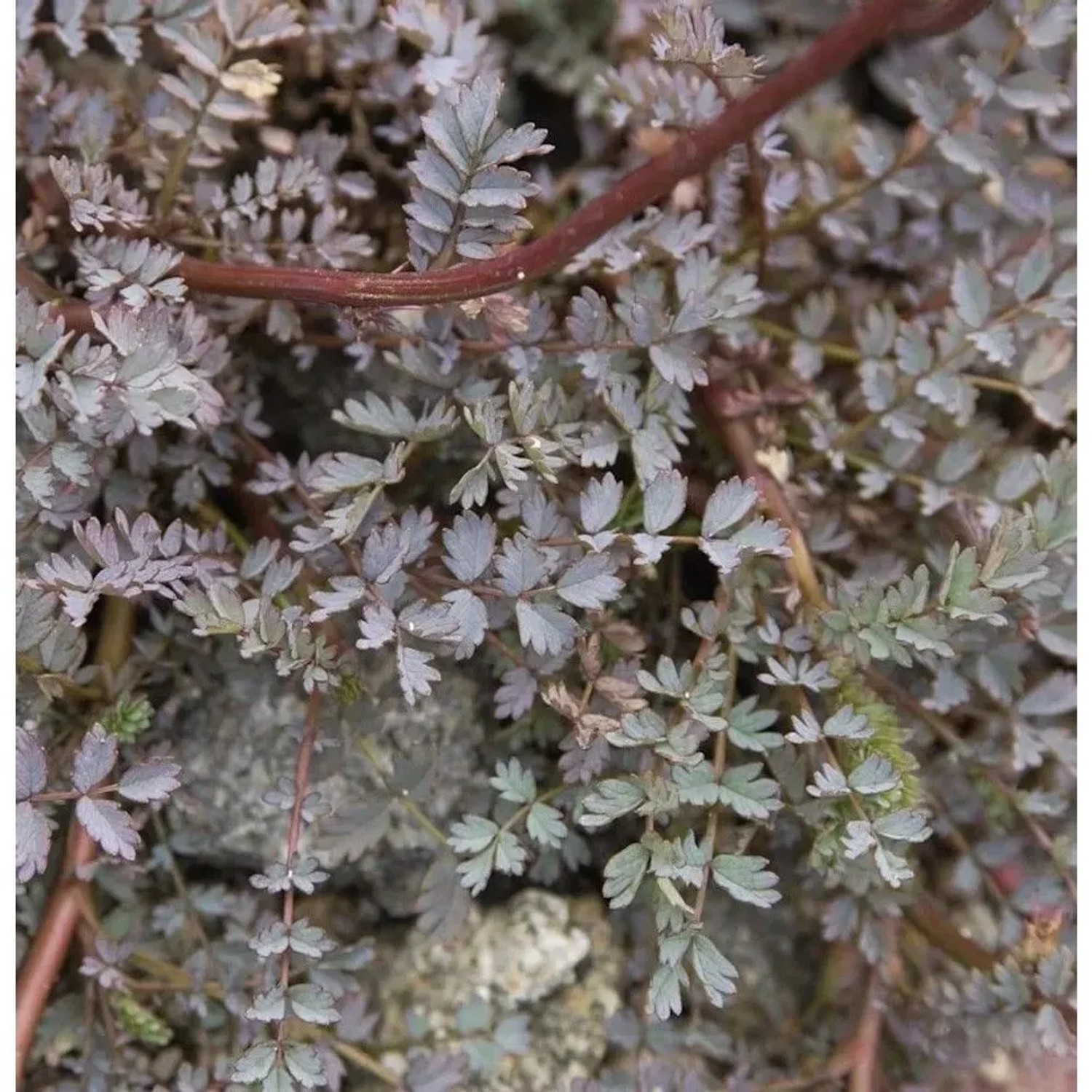 Blaues Stachelnüsschen Blue Haze - Acaena saccaticupula