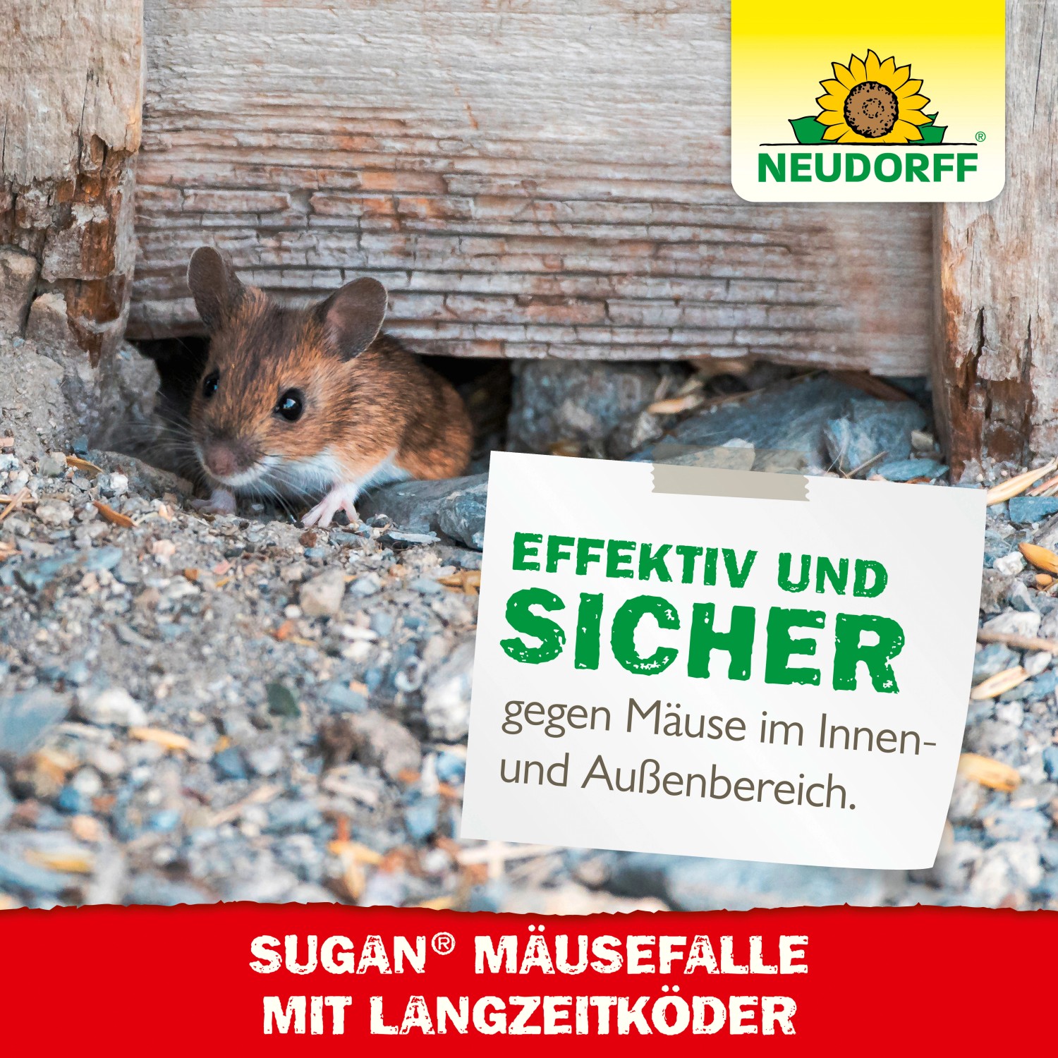 Neudorff Sugan Mäusefalle mit Maus vor Holzwand. Effektive Nagerbekämpfung mit Langzeitköder.