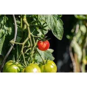 Kiepenkerl Tomate Oceana im Topf, mit reifen und unreifen Früchten am Strauch.