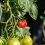 Kiepenkerl Tomate Oceana im Topf, mit reifen und unreifen Früchten am Strauch.