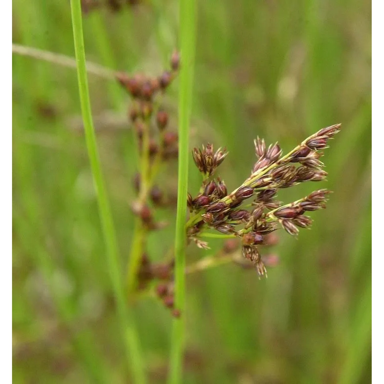 Blaugrüne Binse - Juncus inflexus