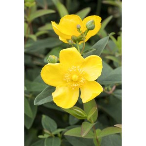 Leuchtend gelbe Blüte des Johanniskrauts 'Hidcote' (Hypericum), 40-60 cm hoch.
